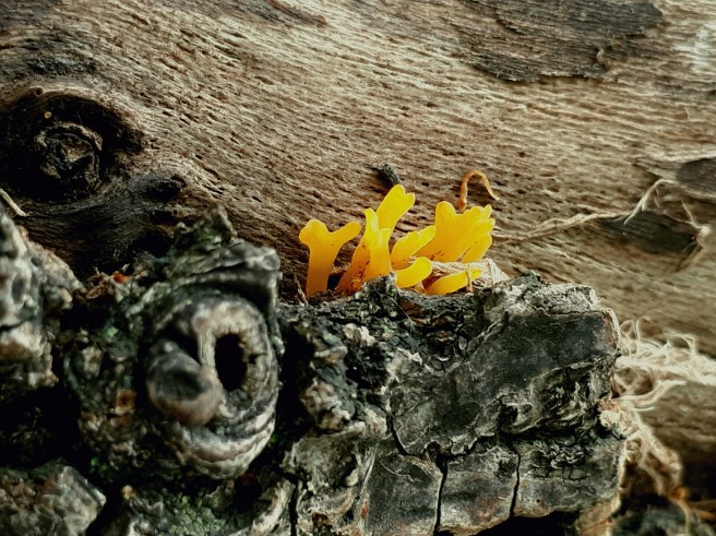 Calocera cornea