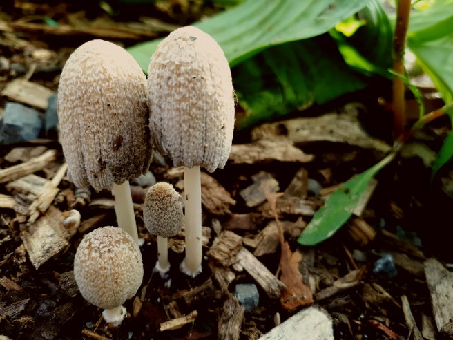 Coprinellus flocculosus