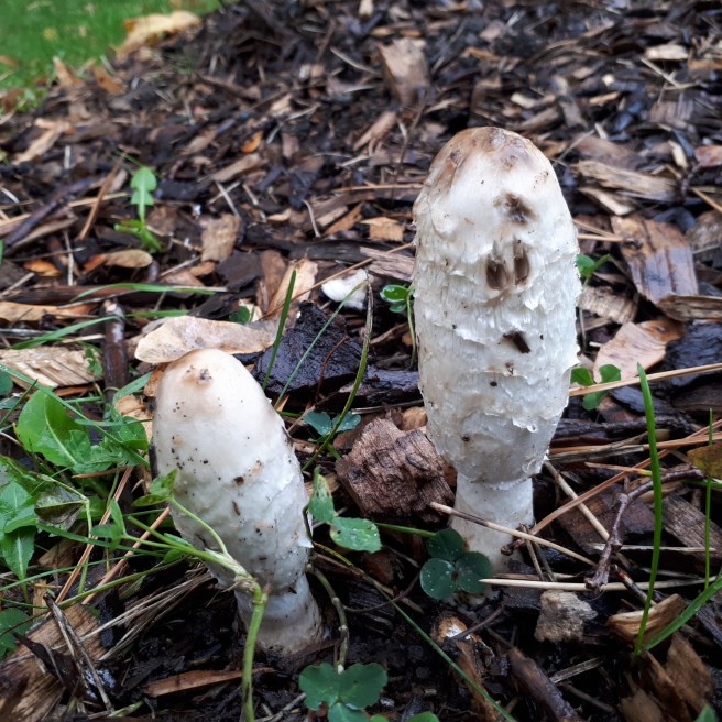 Coprinus comatus