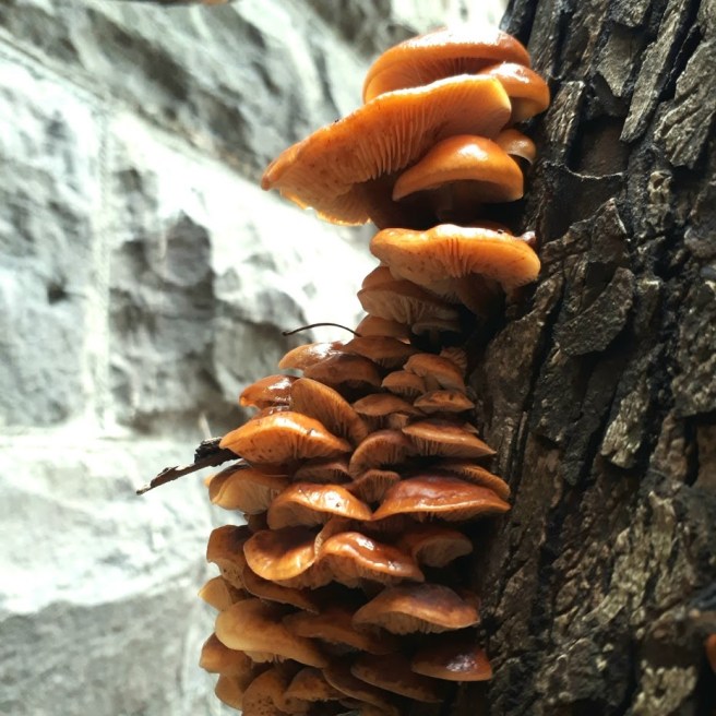 Flammulina velutipes