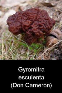 Gyromitra esculenta Roll