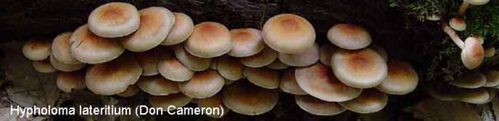 Hypholoma lateritium Roll