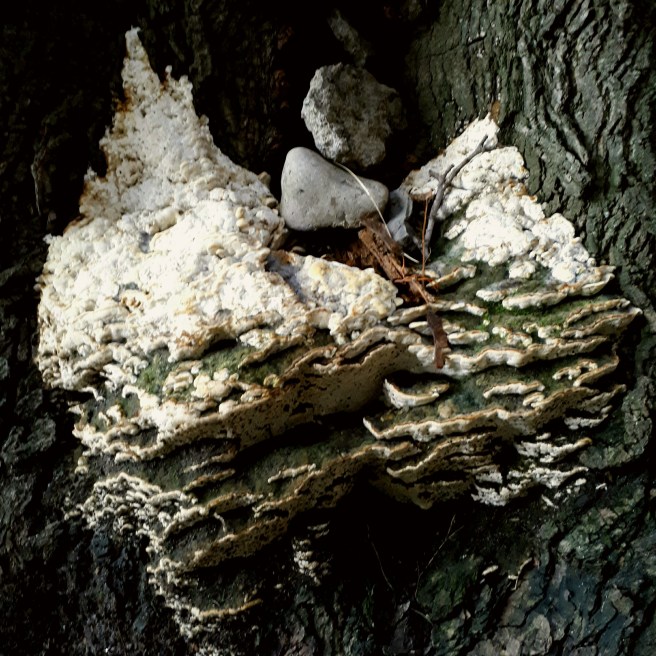 Oxyporus populinus