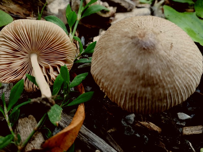 Pluteus striatus