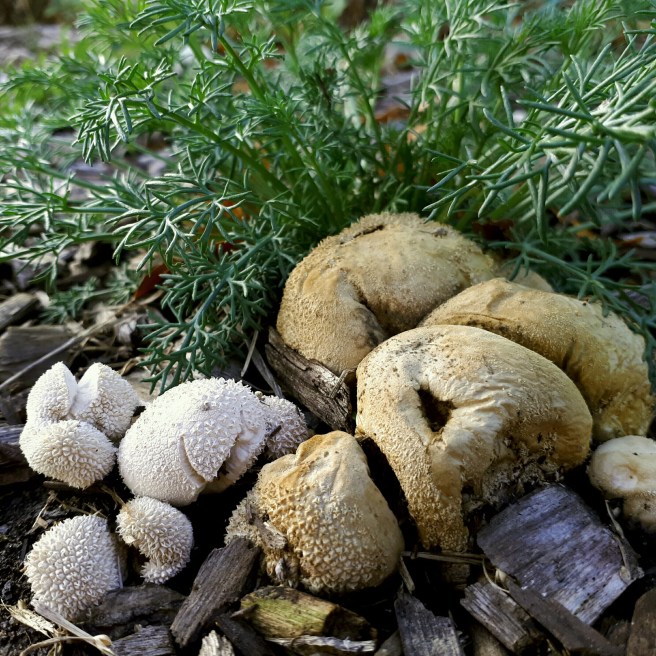 Vascellum curtisii 1