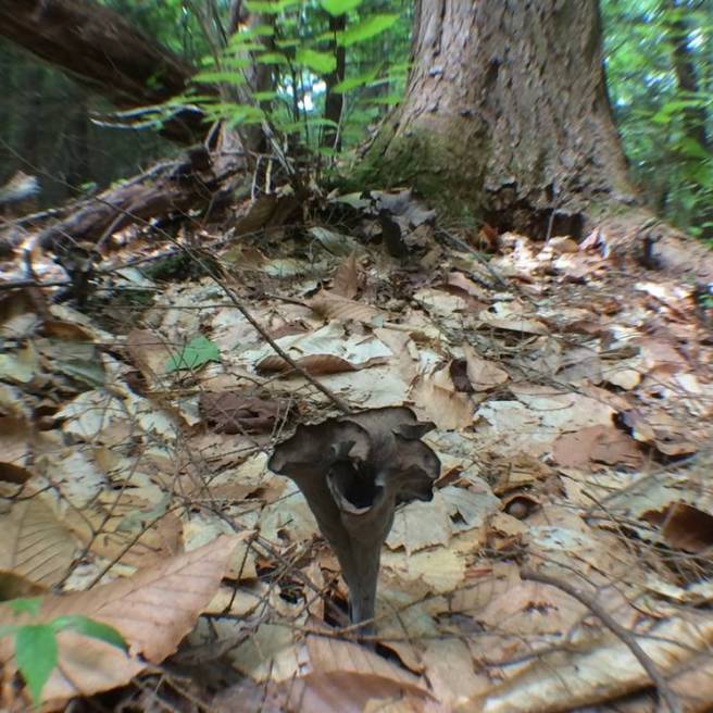 Craterellus fallax J Paterak.jpg