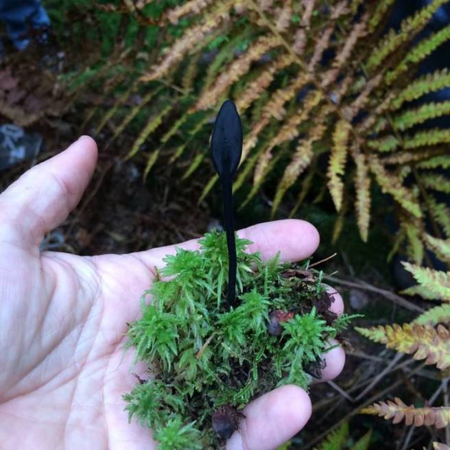 Trichoglossum hirsutum J Paterak.jpg