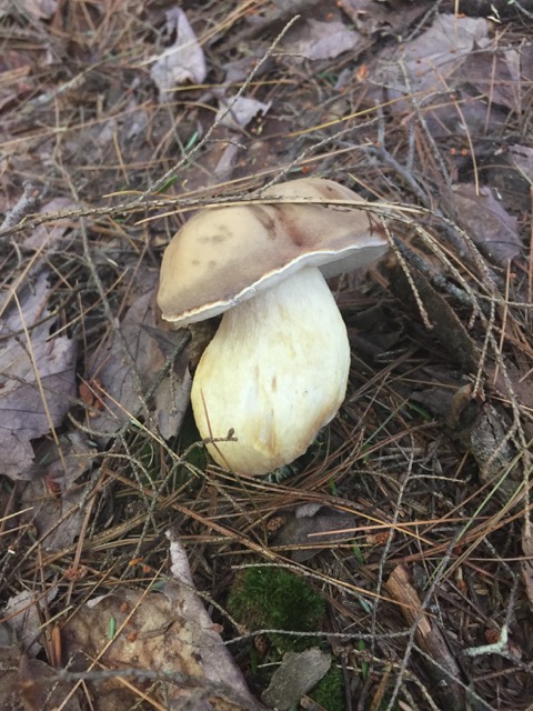 Tylopilus felleus J Paterak.jpeg