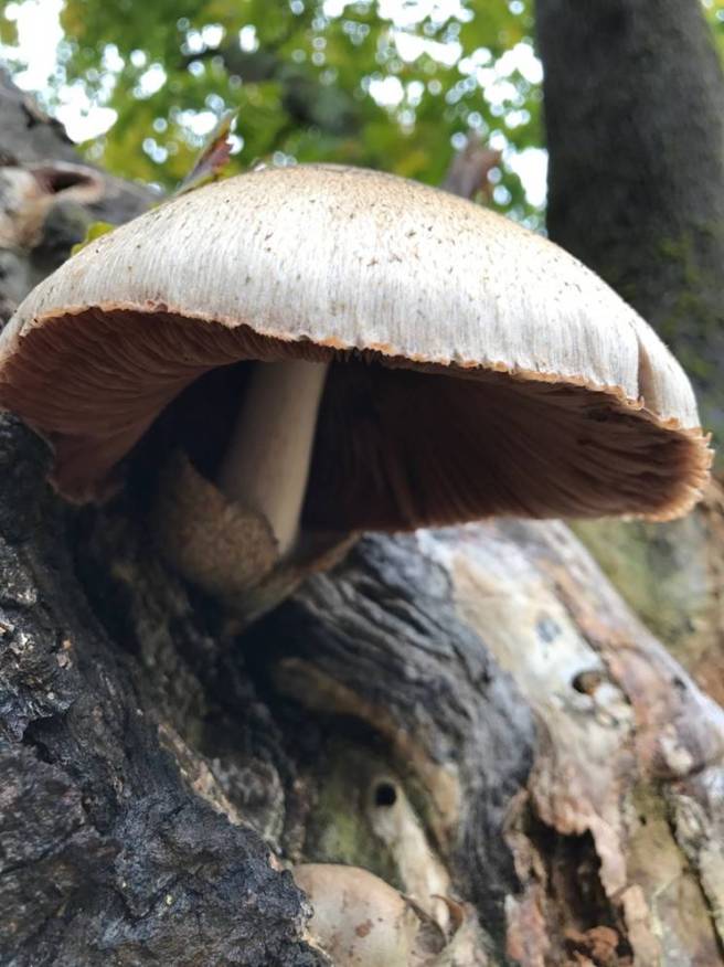 Volvariella bombycina J Paterak.jpg
