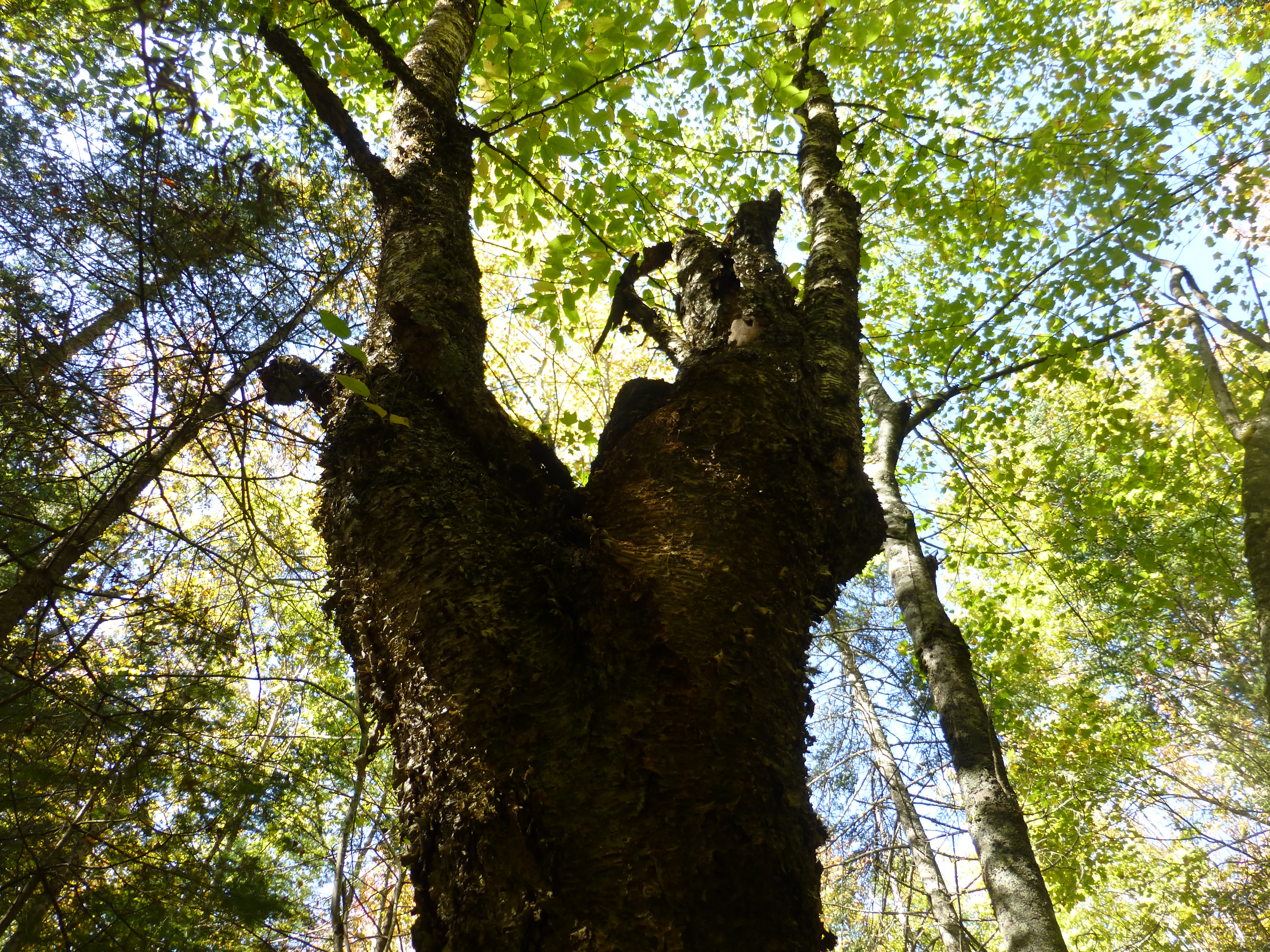 Annual Membership Meeting, Tree ID & More – Maine Mycological Association
